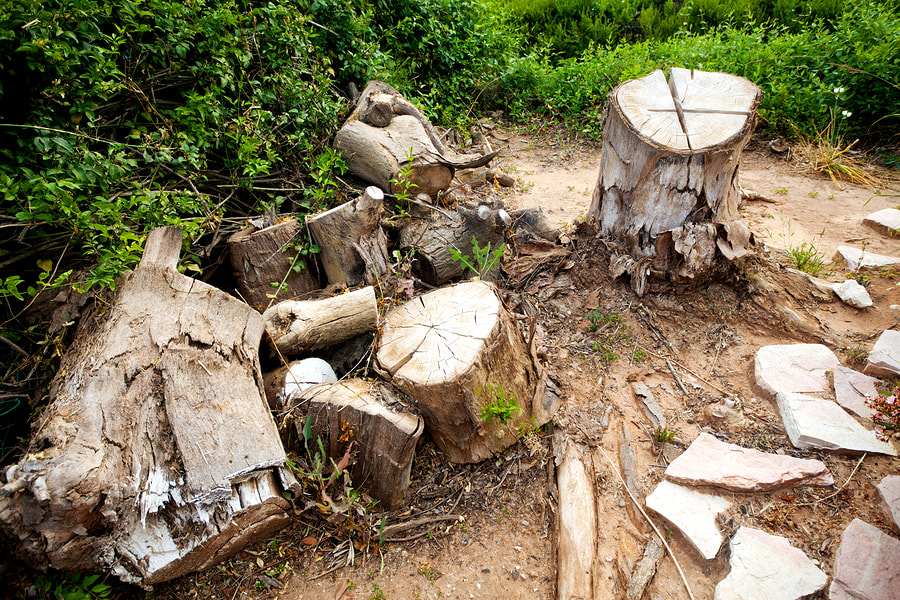 tree removal bremerton