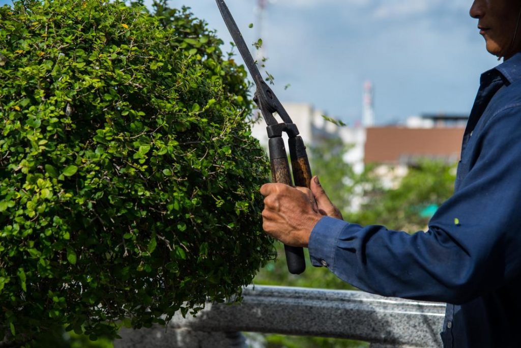 tree removal bremerton