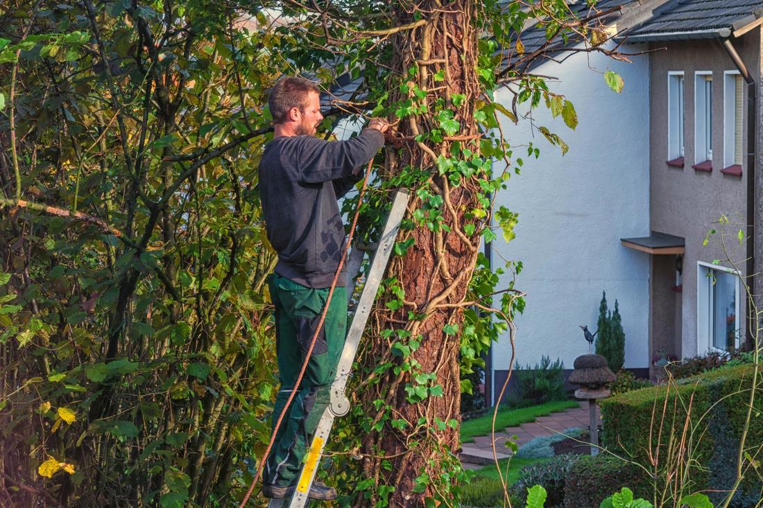 tree removal bremerton wa